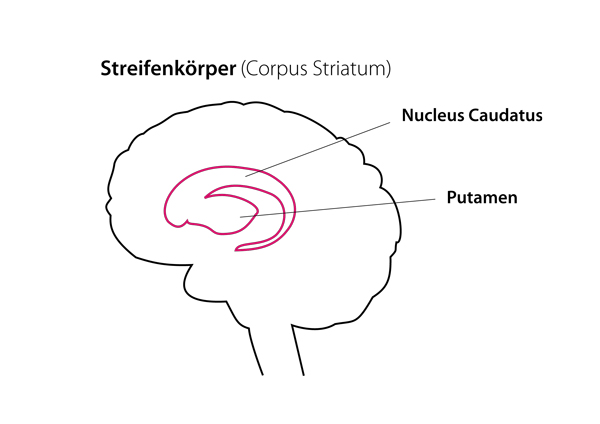 Der Steifenkörper